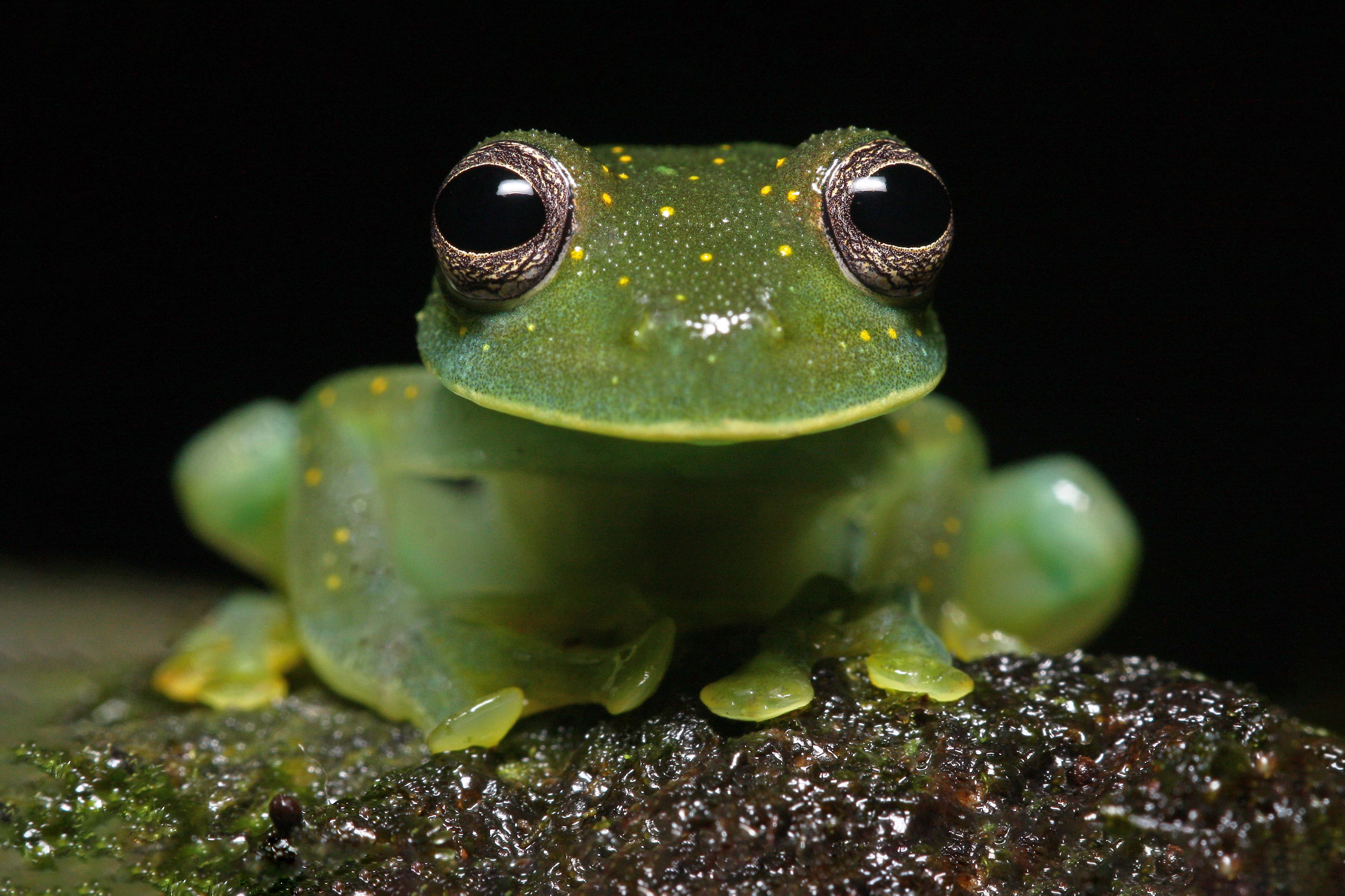 Frogs and Reptiles of Magdalena valley 3D/2N
